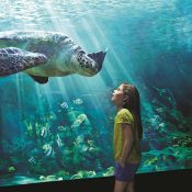 Thủy cung SeaWorld Abu Dhabi